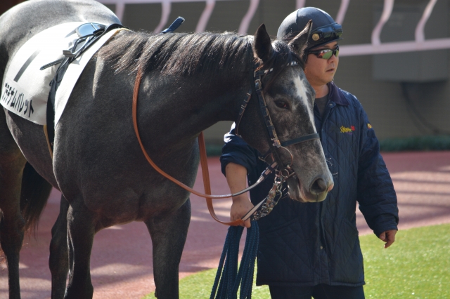 新馬戦パドック プラチナムバレット