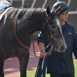 新馬戦パドック