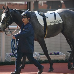 新馬戦パドック