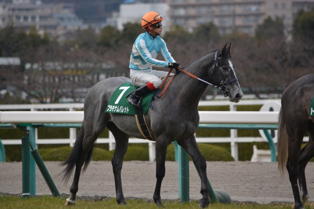 本馬場入場 プラチナムバレット