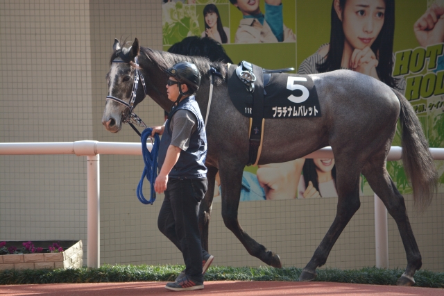 3.4_大阪城S パドック プラチナムバレット