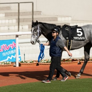 大阪城ステークス