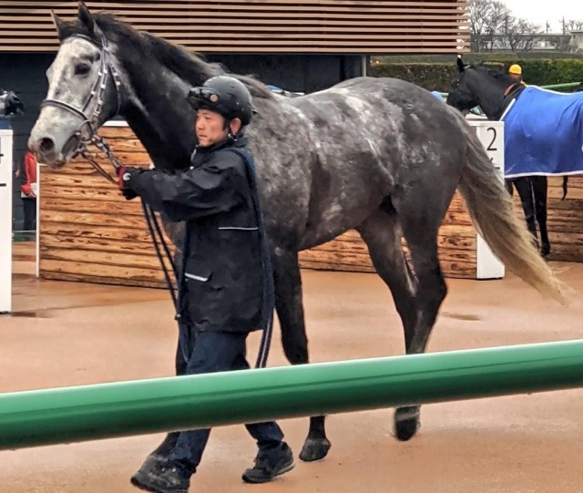 レース後 プラチナムバレット