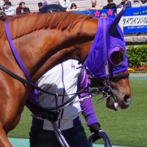 4/23 未勝利戦パドック3