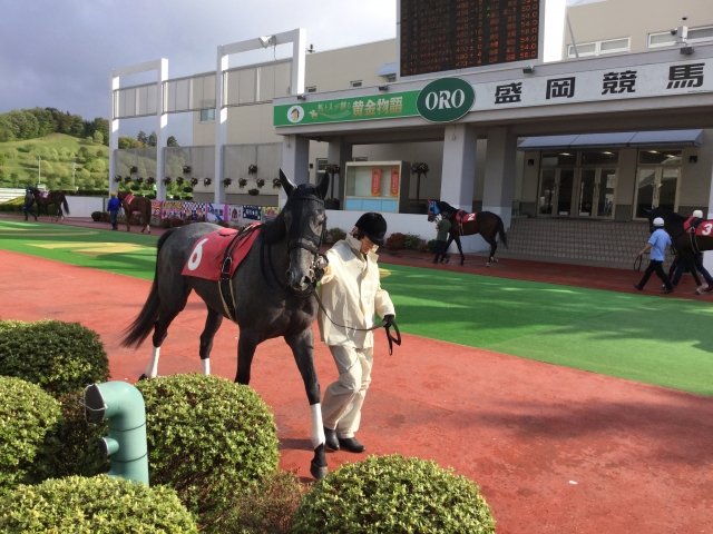 アメジスト賞パドック ハニーロコガール