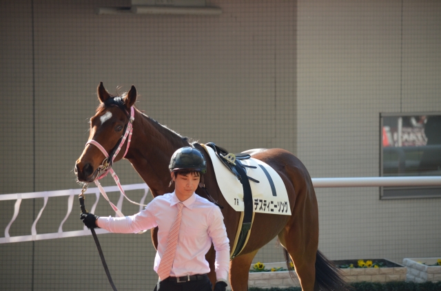 2016年12月18日　2歳500万下　パドック デスティニーソング