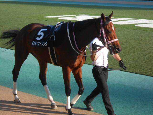 神奈川新聞杯パドック中にアーモンドアイ三冠達成その１ デスティニーソング