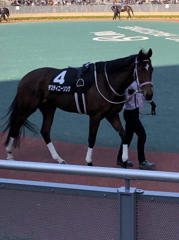 パドック① デスティニーソング