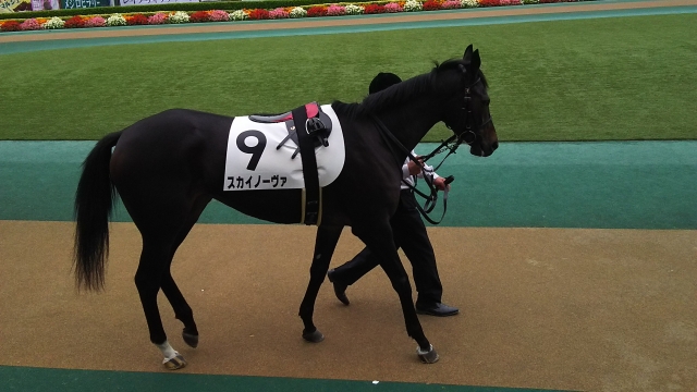 暴れる馬がいて、落ち着きをなくしてしまったのが残念 スカイノーヴァ