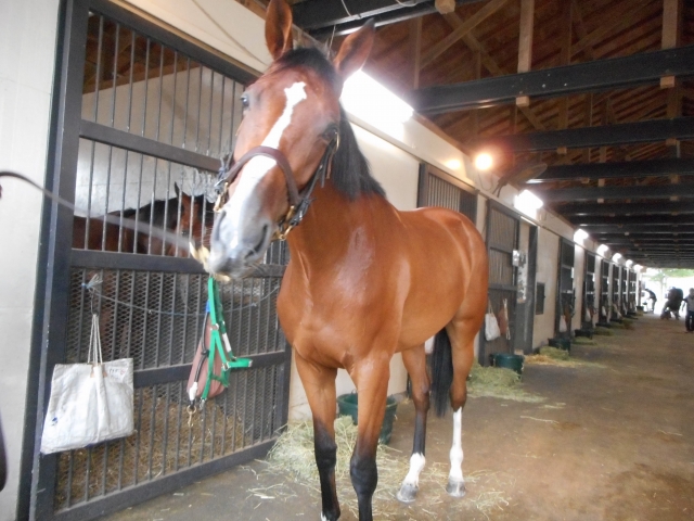 ノーザンファーム天栄 ディアマイラブ