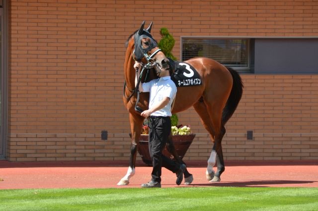 パドック騎乗前２ ネームユアポイズン