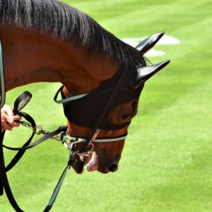 パドック騎乗前３