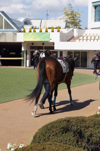 3歳500万下パドック カリンバ