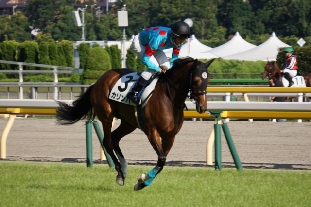 本場場入場 カリンバ
