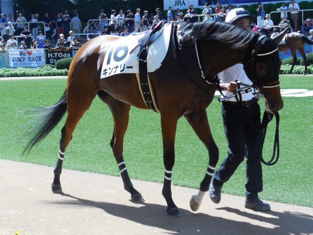 パドック キンナリー