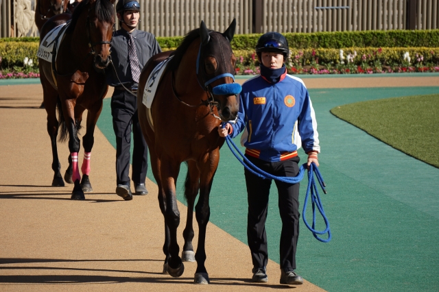 パドック ブロードアリュール