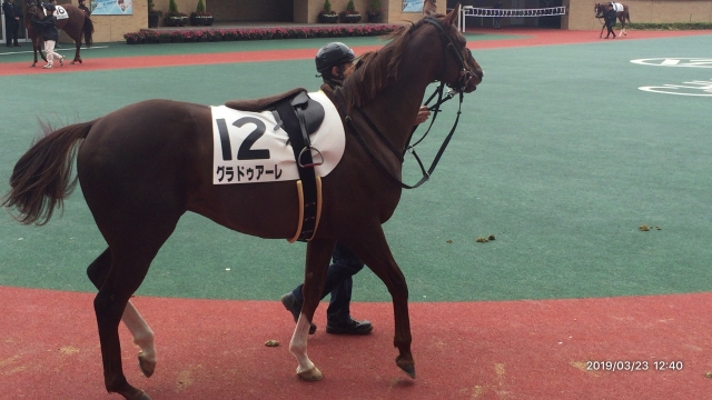 パドックにて グラドゥアーレ