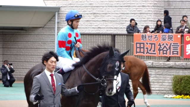 パドック トリコロールブルー