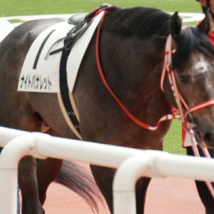 メイクデビューパドック