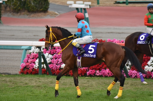 中山大障害本馬場入場　 ブライトクォーツ