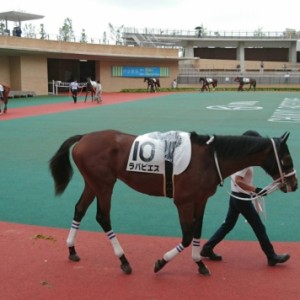 新馬戦パドック