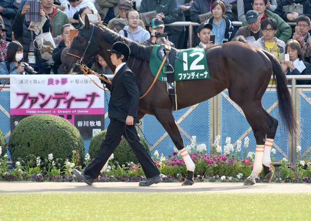 フラワーC パドックにて ファンディーナ