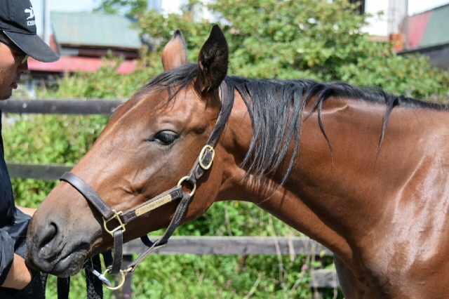 市川ファーム マダムストーリー