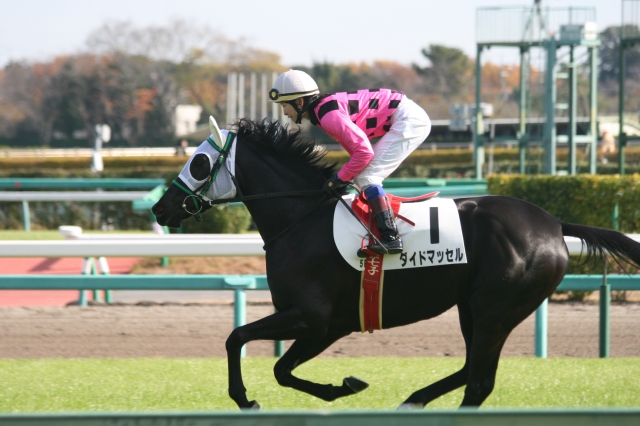 新馬戦返し馬 ダイドマッセル