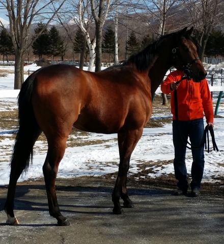 クラブ主催北海道募集馬視察ツアー参加時撮影0227 フランシールゴッホ