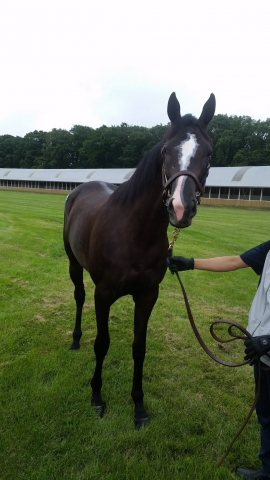 2016年9月NF早来② ルヴォワール