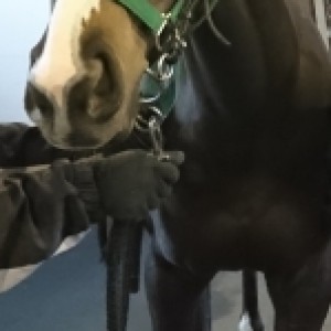 ノーザンファーム早来にて