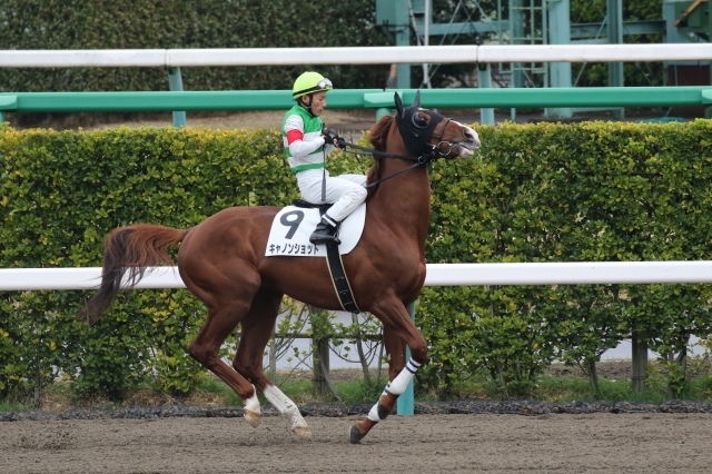馬場入場 キャノンショット