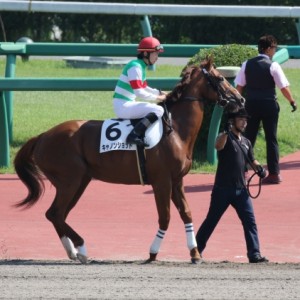 2017年10月01日　3歳未勝利戦　馬場入場
