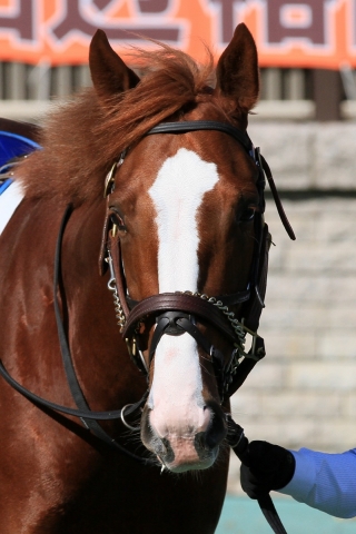 2016.11.6 東京5R 新馬戦 パルフェクォーツ