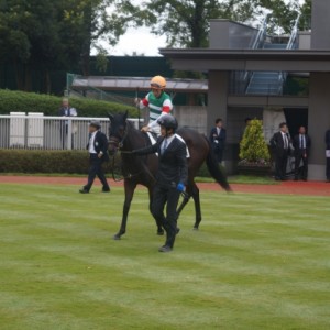 新馬戦パドック