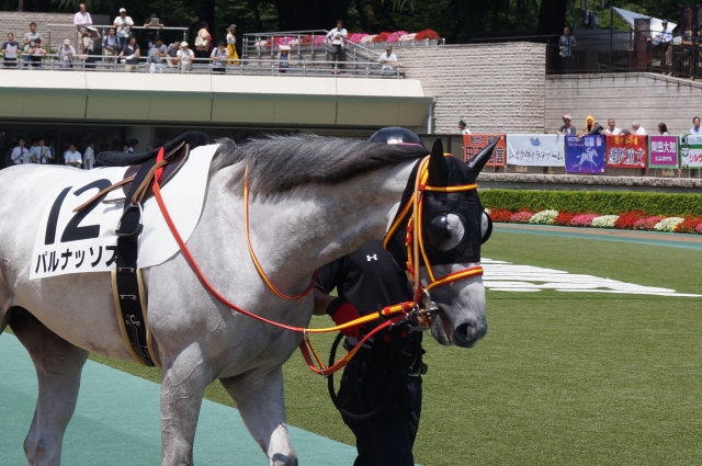 パドック パルナッソス