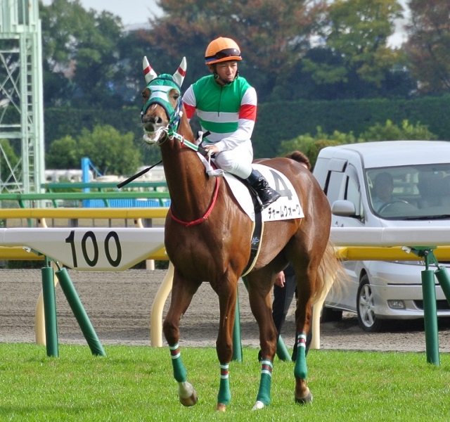 新馬戦本馬場入場 チャームクォーク