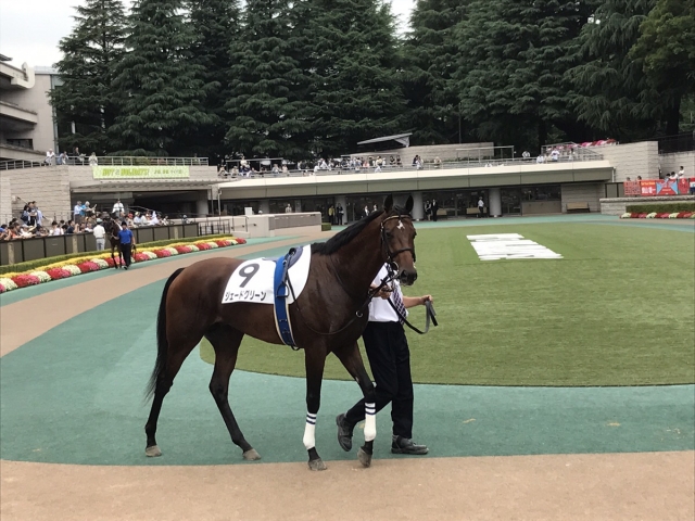カメラ目線 ジェードグリーン