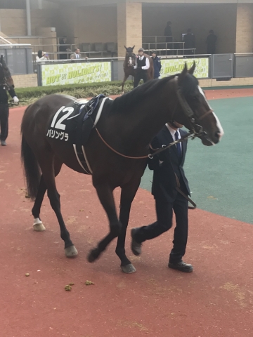 パドック バリングラ