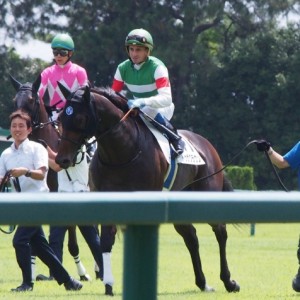 中京未勝利戦、本馬場入場時