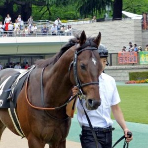 葉山特別パドック　その３