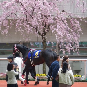 桜花賞パドック