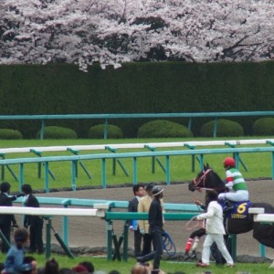 桜花賞本馬場入場