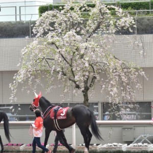 阪神牝馬Ｓパドック