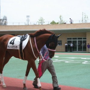 新馬戦パドック