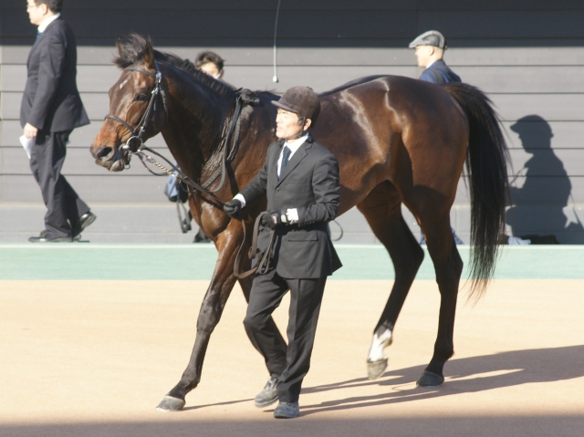 サンシャインS レース後 パリンジェネシス