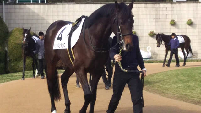 4歳以上500万下 パドック パリンジェネシス
