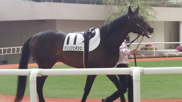 4歳以上500万下 パドック パリンジェネシス