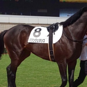 3歳以上1000万下 パドック