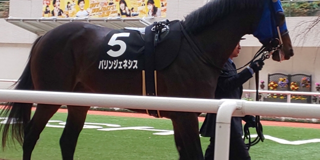 江坂特別 パドック パリンジェネシス